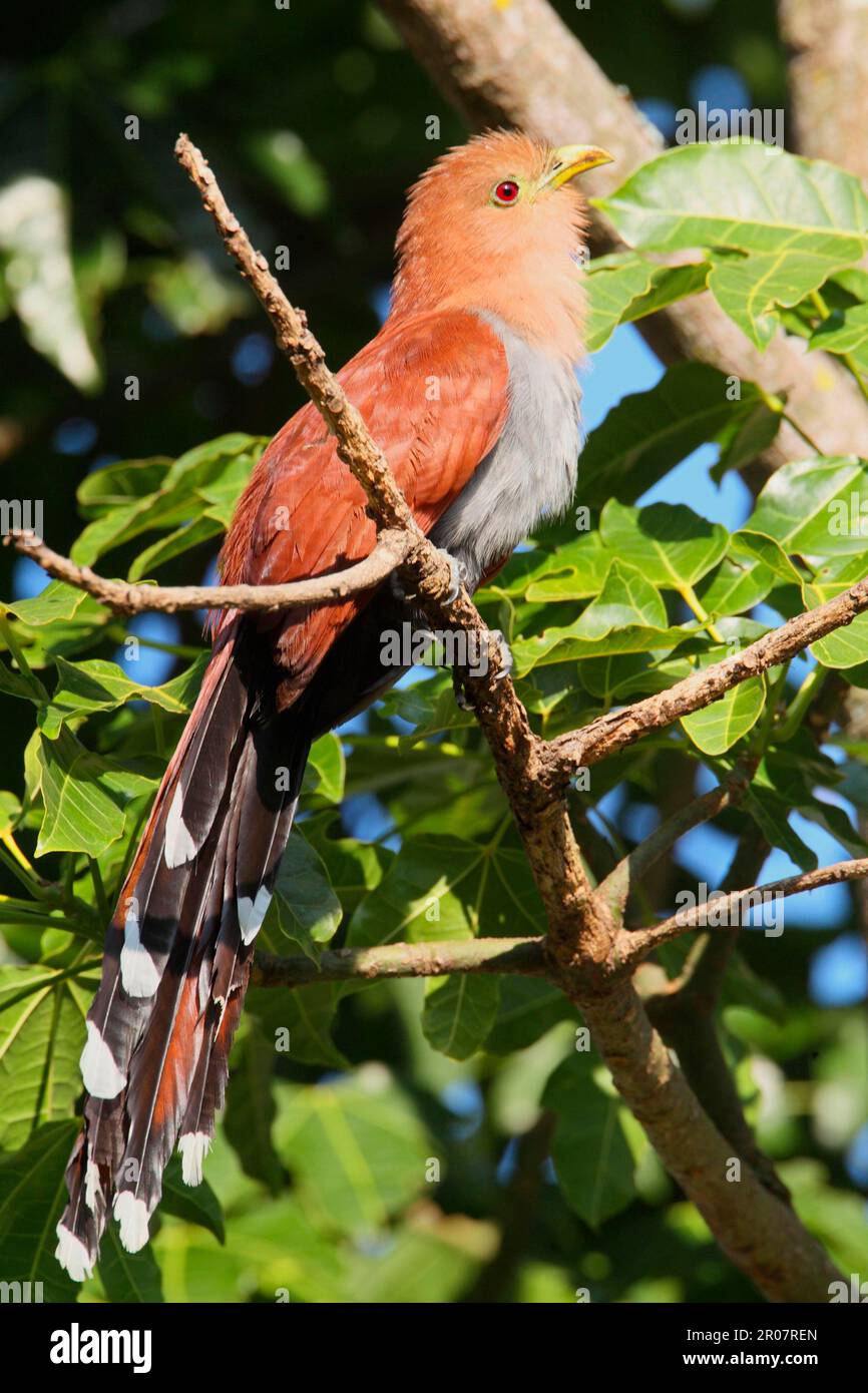 Eichhörnchen-Kuckuck (Piaya Cayana), Erwachsener, hoch oben auf dem Ast, Costa Rica Stockfoto