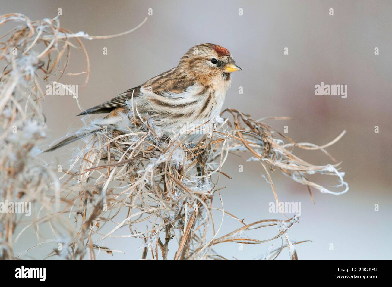 Lesser Redpoll (Carduelis Kabarett), weiblich, erste Winterzucht, Fütterung von Samen von Willowherb Seedhead im Schnee, Insel Sheppey, Kent Stockfoto