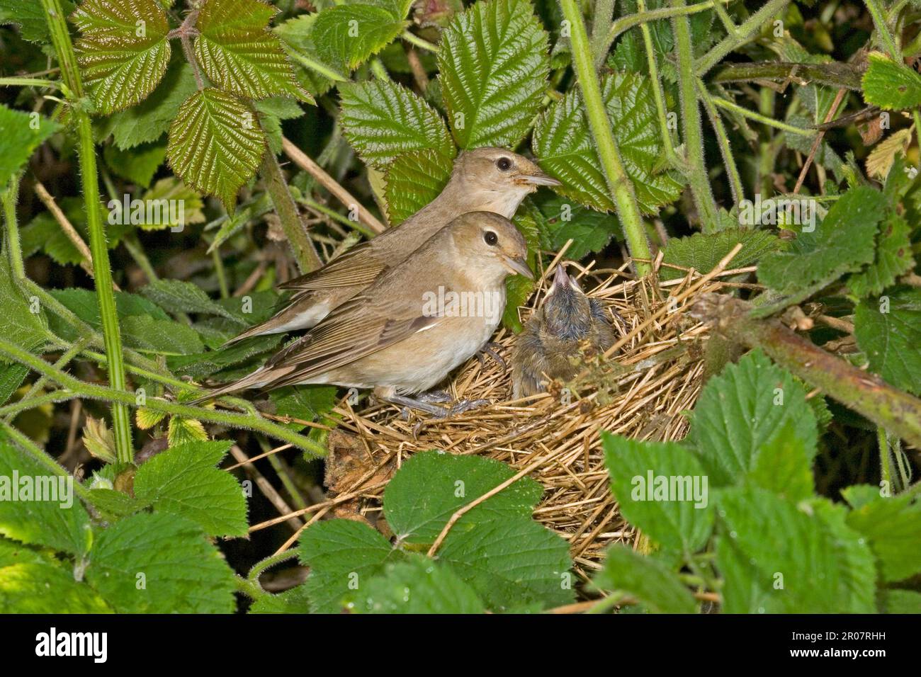 Gartenstampfer, Gartenstampfer (Sylvia Borin), Singvögel, Tiere, Birds Warbler erwachsenes Paar, Jungfütterung im Nest, England, Großbritannien Stockfoto
