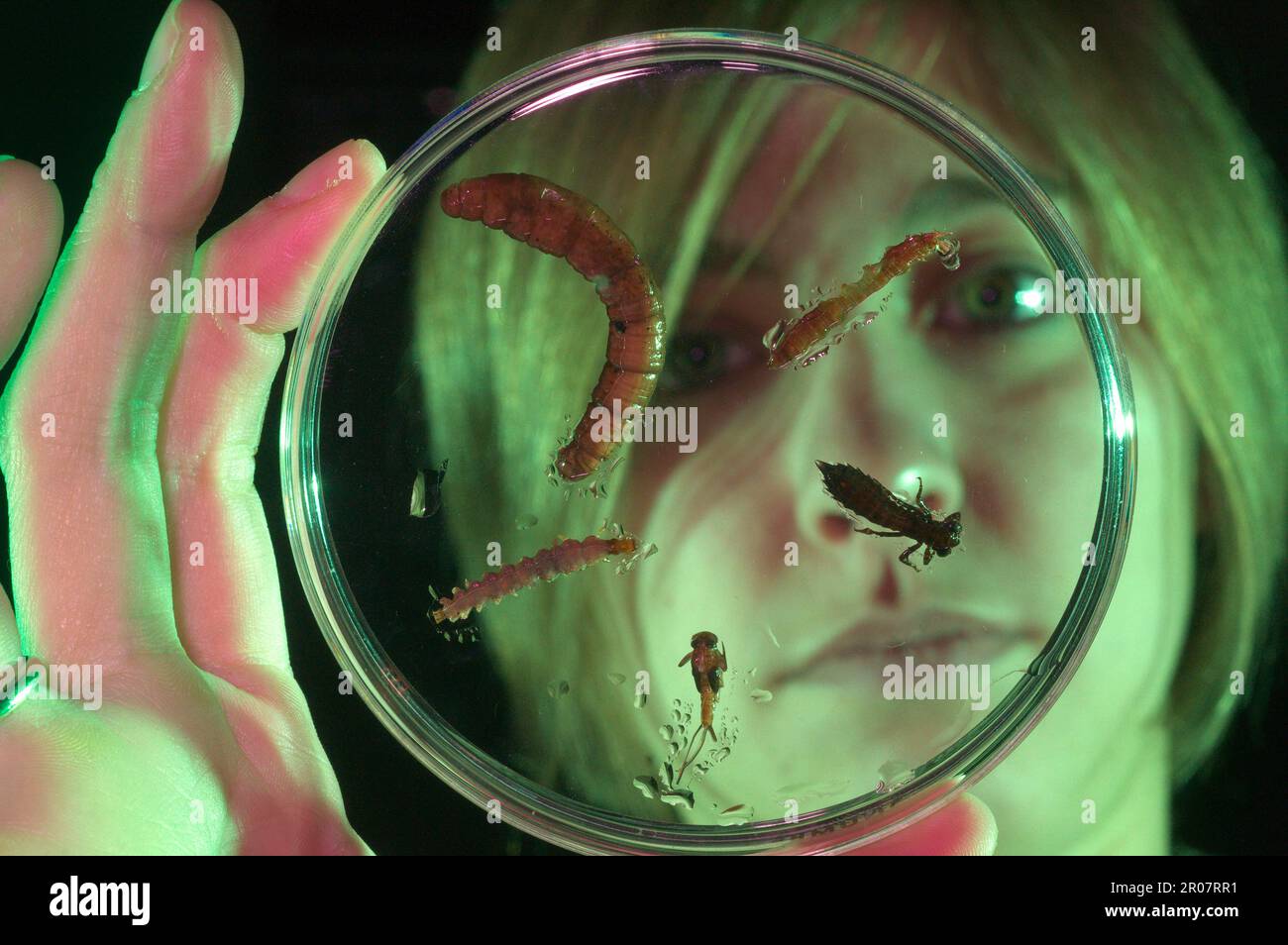 Der Forscher beobachtet verschiedene Wasserinsektenlarven, die sich auf Capsula-Petri ablagern, um die Wasserqualität in Italien zu beurteilen Stockfoto