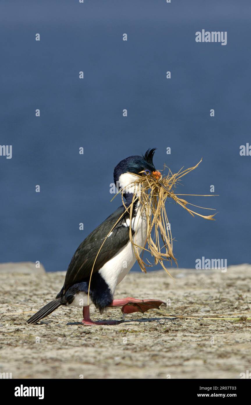 Kaiserfick, König Kormorane (Phalacrocorax atriceps), Kormoran, Kormorane, Rudern, Tiere, Vögel, Imperial Shag Erwachsener, Zucht Gefieder, CO Stockfoto