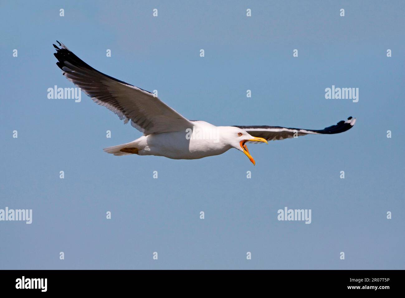 Adulte Kleinmöwe (Larus fuscus), Sommerzucht, im Flug, Minsmere RSPB Reserve, Suffolk, England, Vereinigtes Königreich Stockfoto