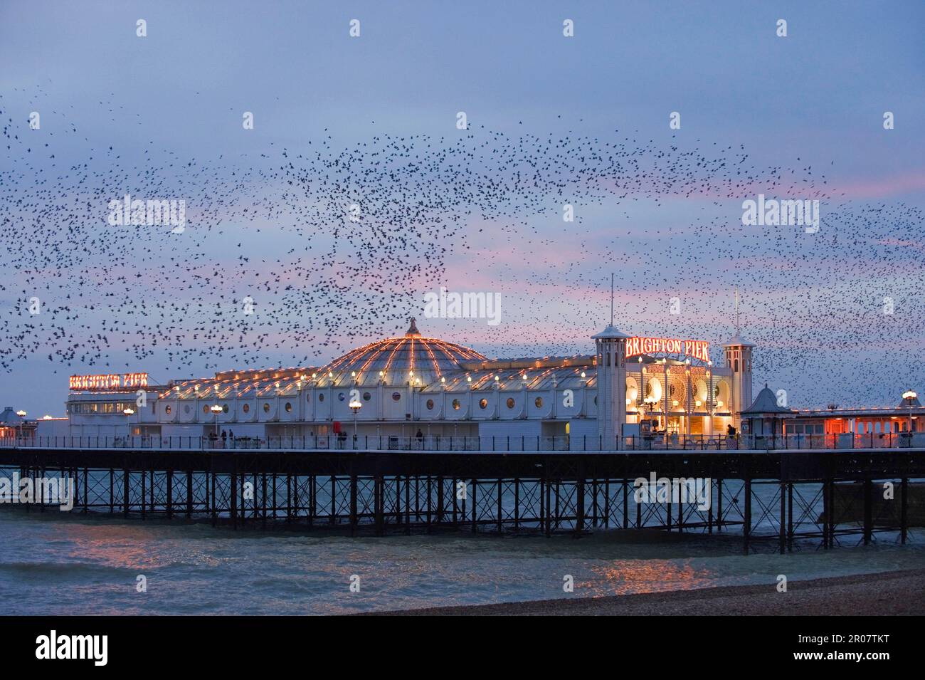 Gemeine Starling (Sturnus vulgaris), im Flug über das Meer, am Abend am Brighton Pier, East Sussex, England, Großbritannien versammelt Stockfoto