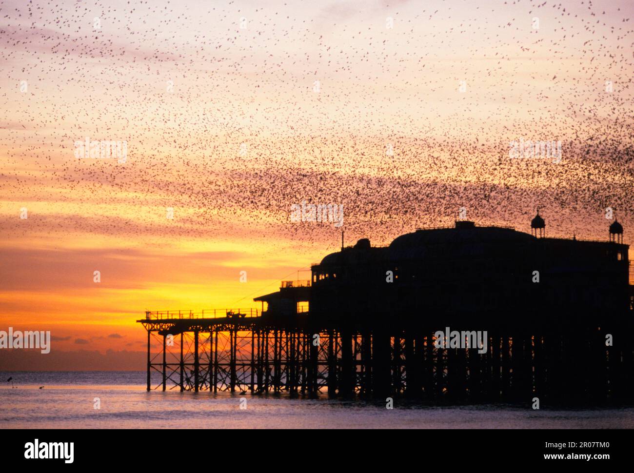 Gewöhnlicher Starling (Sturnus vulgaris), Stare, Singvögel, Tiere, Vögel, starling Winter Roost Herde, Brighton, Sussex Stockfoto