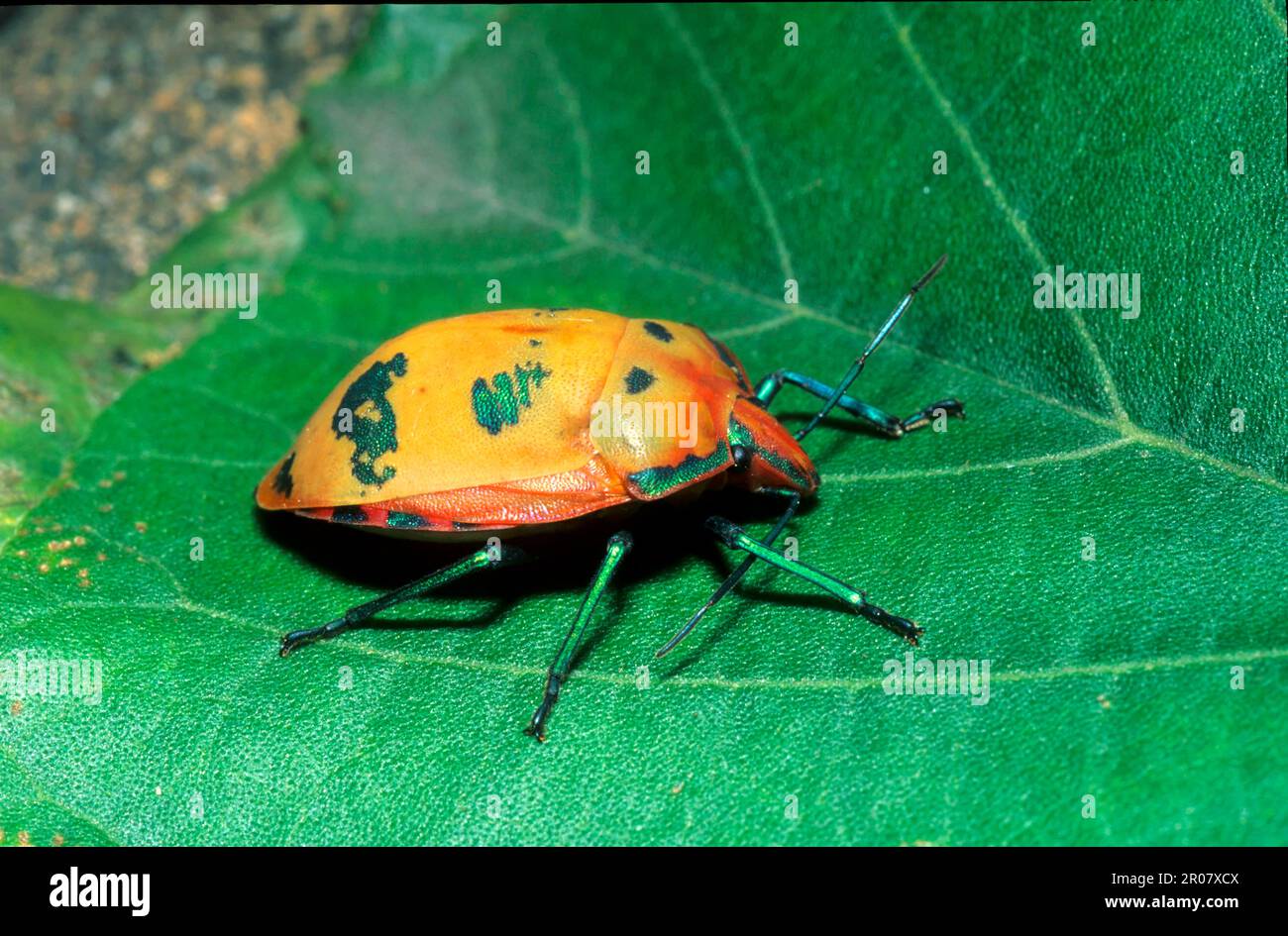 Nordaustralische Baumkäfer Stockfoto