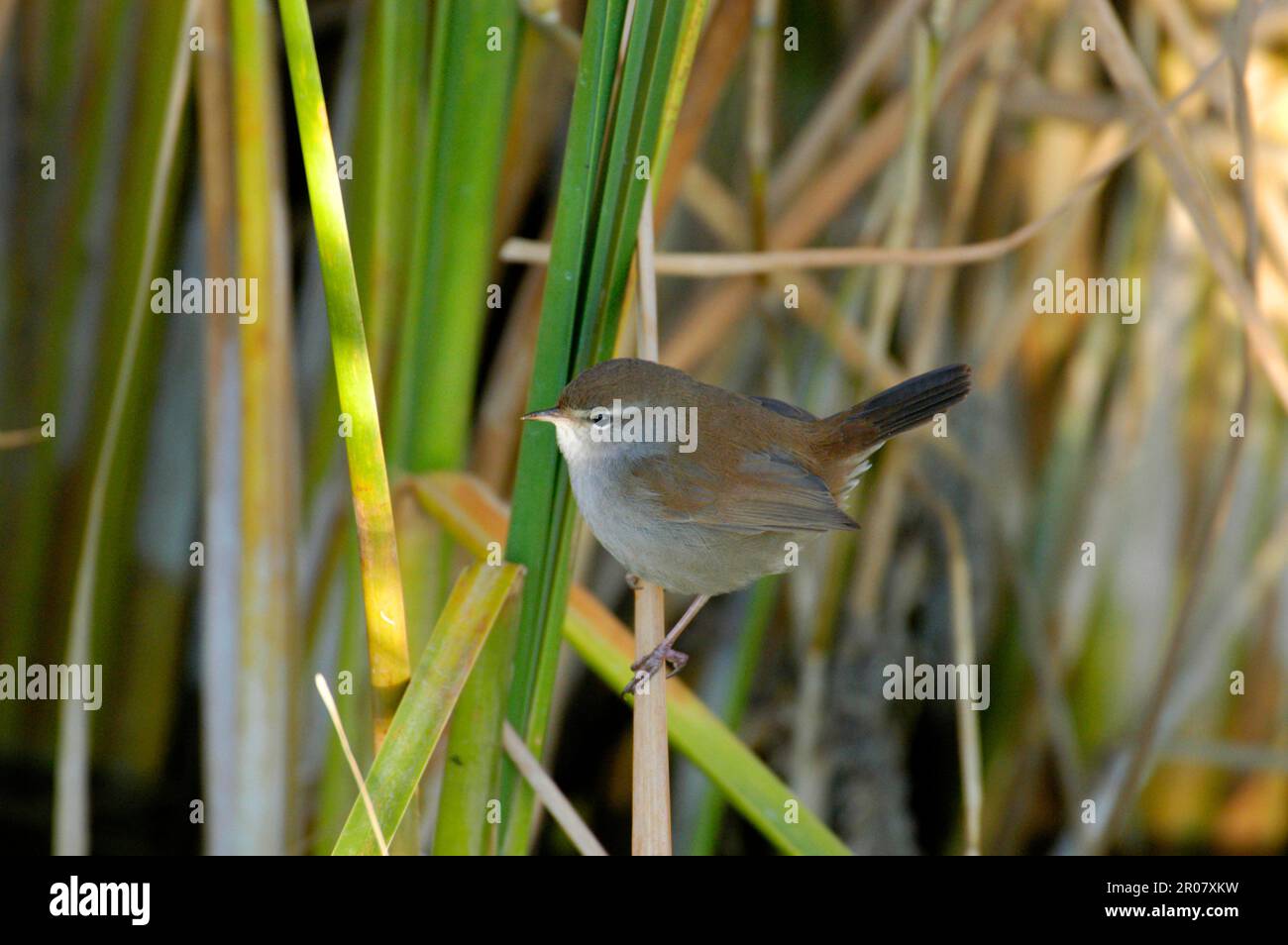 Seidenwärmer Stockfoto