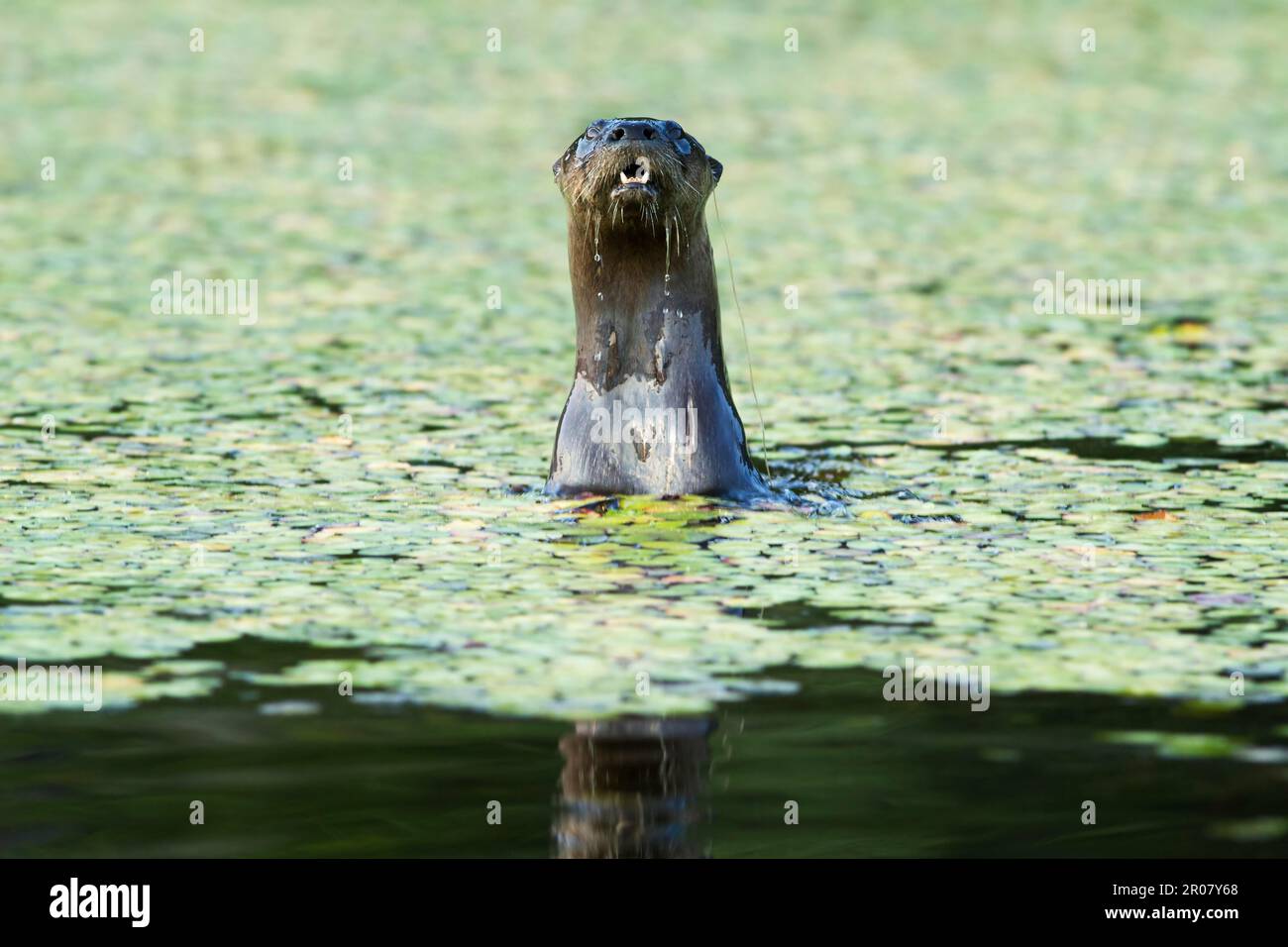 Nordamerikanischer Flussotter (Lontra canadensis), Quebec, Kanada Stockfoto