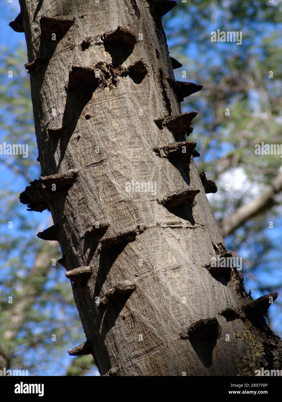 Geknotete Thorn-Akazien Stockfoto