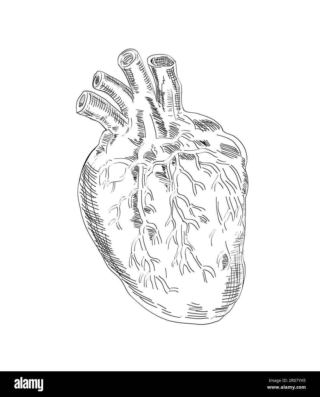 Zeichnungsstil Darstellung der Herzanatomie auf isoliertem Hintergrund in Schwarzweiß. Stockfoto