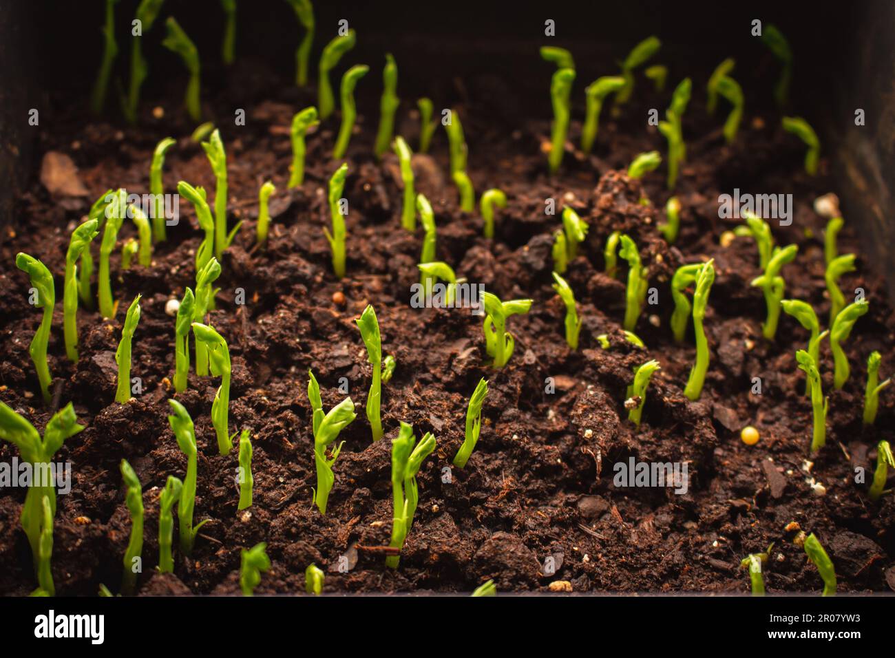 Sprossen im Boden. Pflanzen wachsen lassen. Neues Lebenskonzept. Konzept für Heimwachstum. Junge grüne Pflanzen. Frühlingskultur. Ackerland aus nächster Nähe. Stockfoto