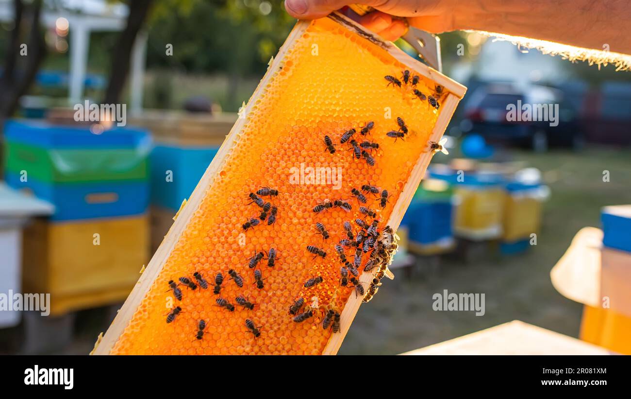 Offener Bienenstock mit Bienen zog schönen geraden Kamm auf diesem
