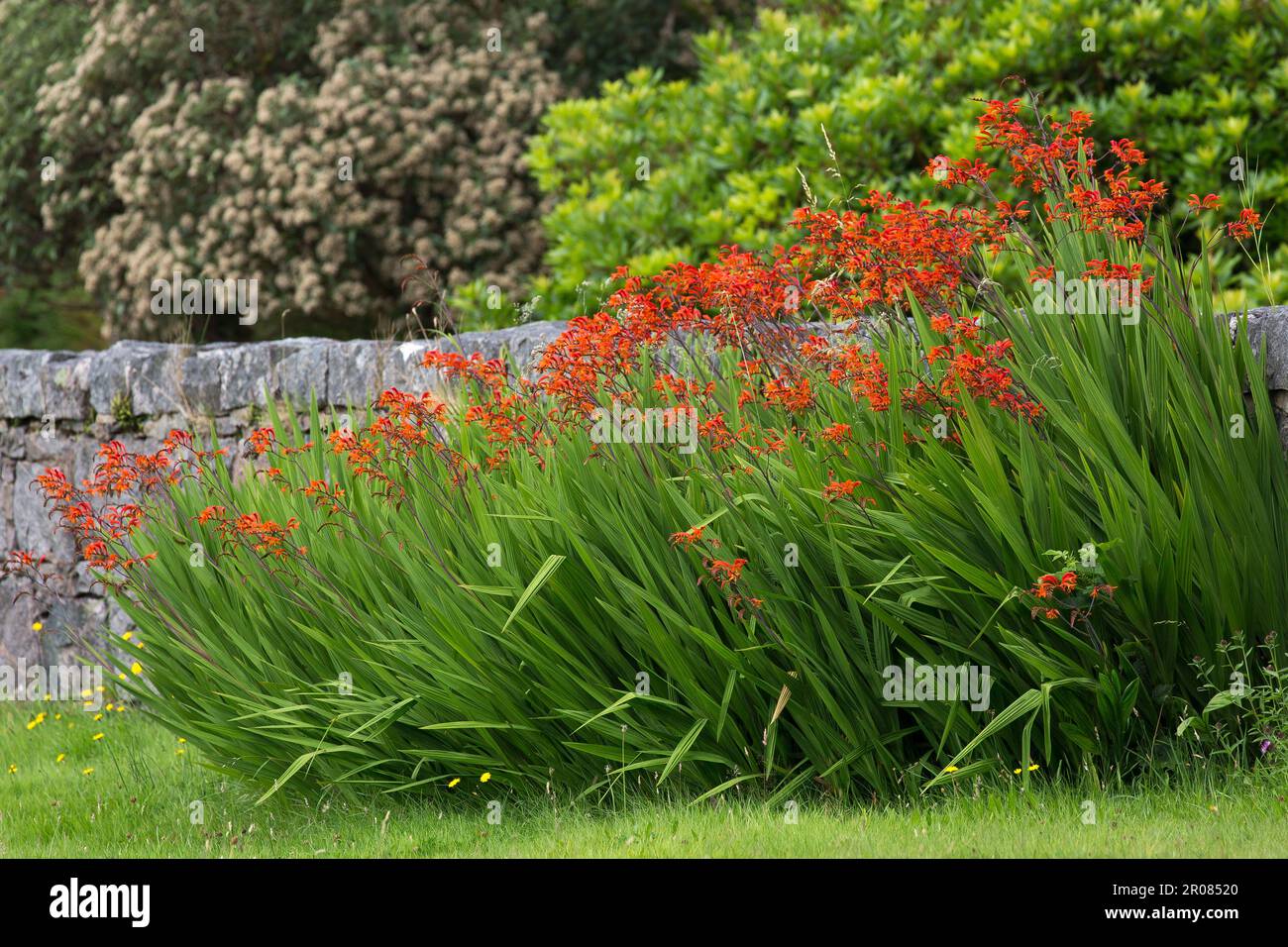 Orange-farbige Monbretia oder eher Crocosmia in Full Bloom, Harris, Hebriden, Äußere Hebriden, westliche Inseln, Schottland, Vereinigtes Königreich, Großbritannien Stockfoto