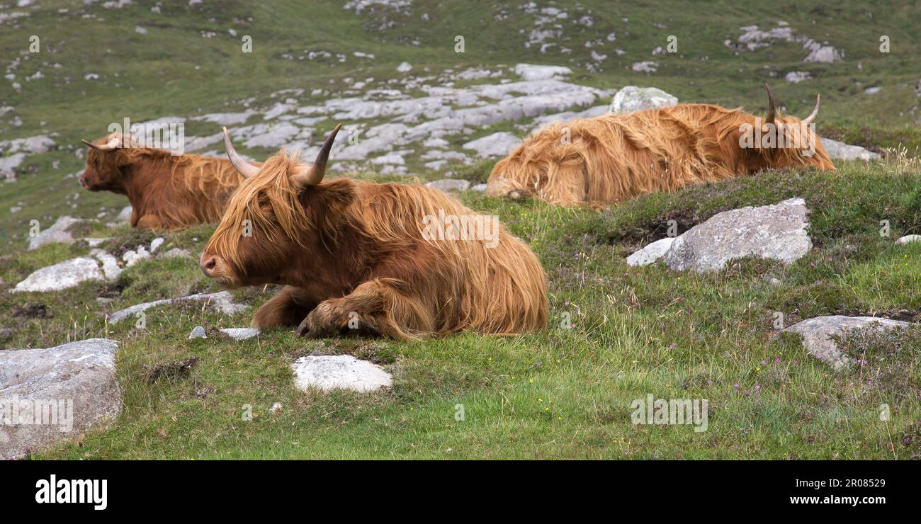 Eine Gruppe von Highland-Rindern, die in Rocky Bogland, Hushinish, Harris, Isle of Harris, Hebriden, Outer Hebrides, Western Isles, Schottland, Großbritannien Stockfoto