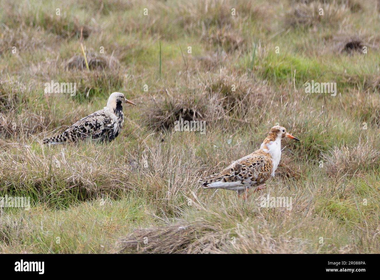 Ruff, Vogel im Frühling in Zucht. Calidris pugnax. Selektiver Fokus Stockfoto