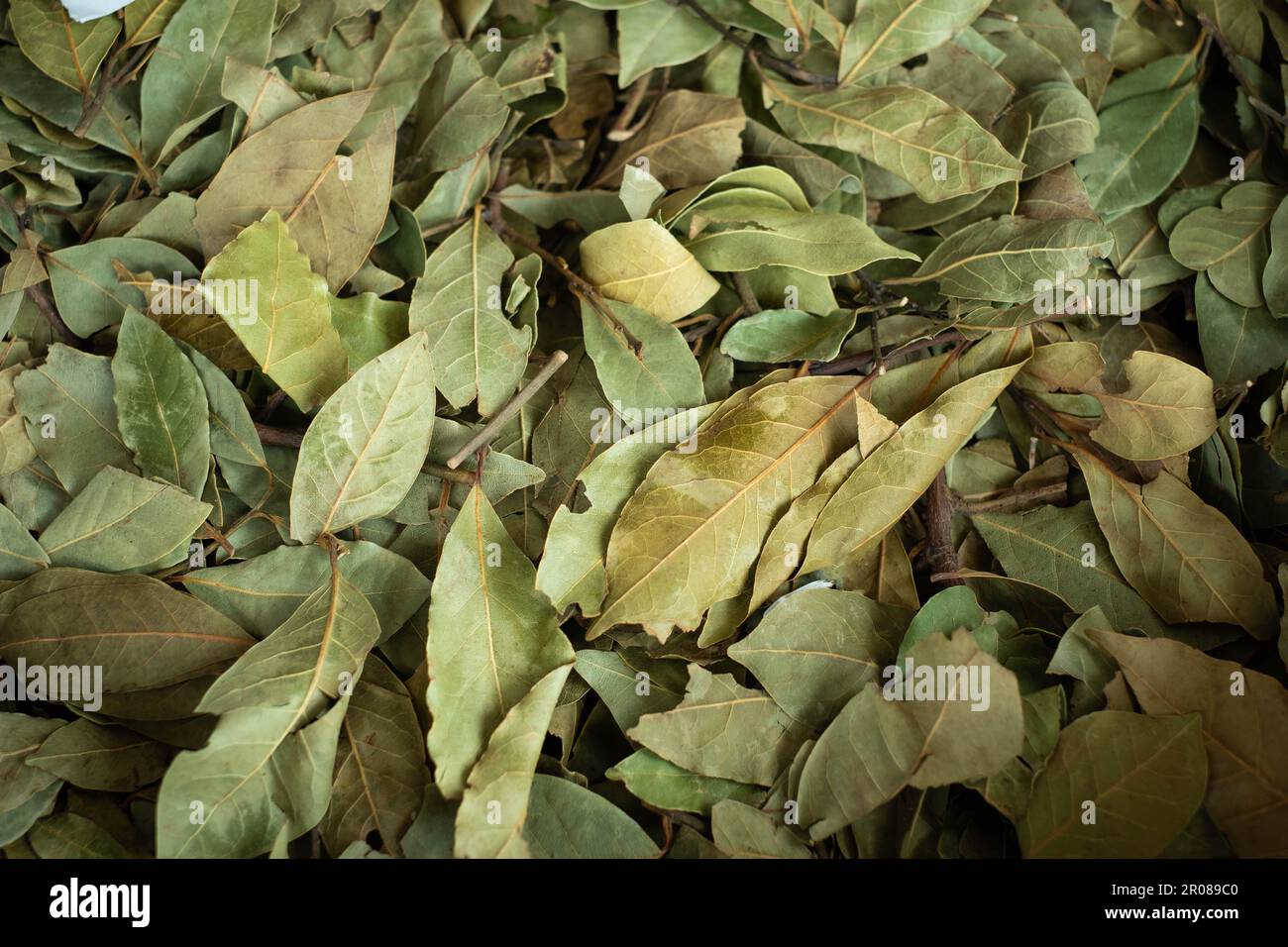 laurel hinterlässt eine Nahaufnahme, getrockneten Laurel Stockfoto