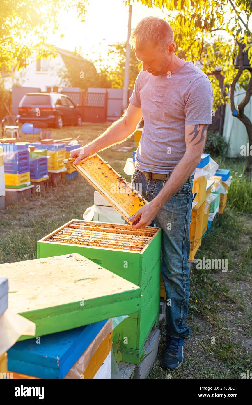 Der Imker überprüft seine Bienenstöcke. Bienenhotels und App, vom Aussterben bedrohte Arten, Freizeit, Umweltaktivismus. Stockfoto