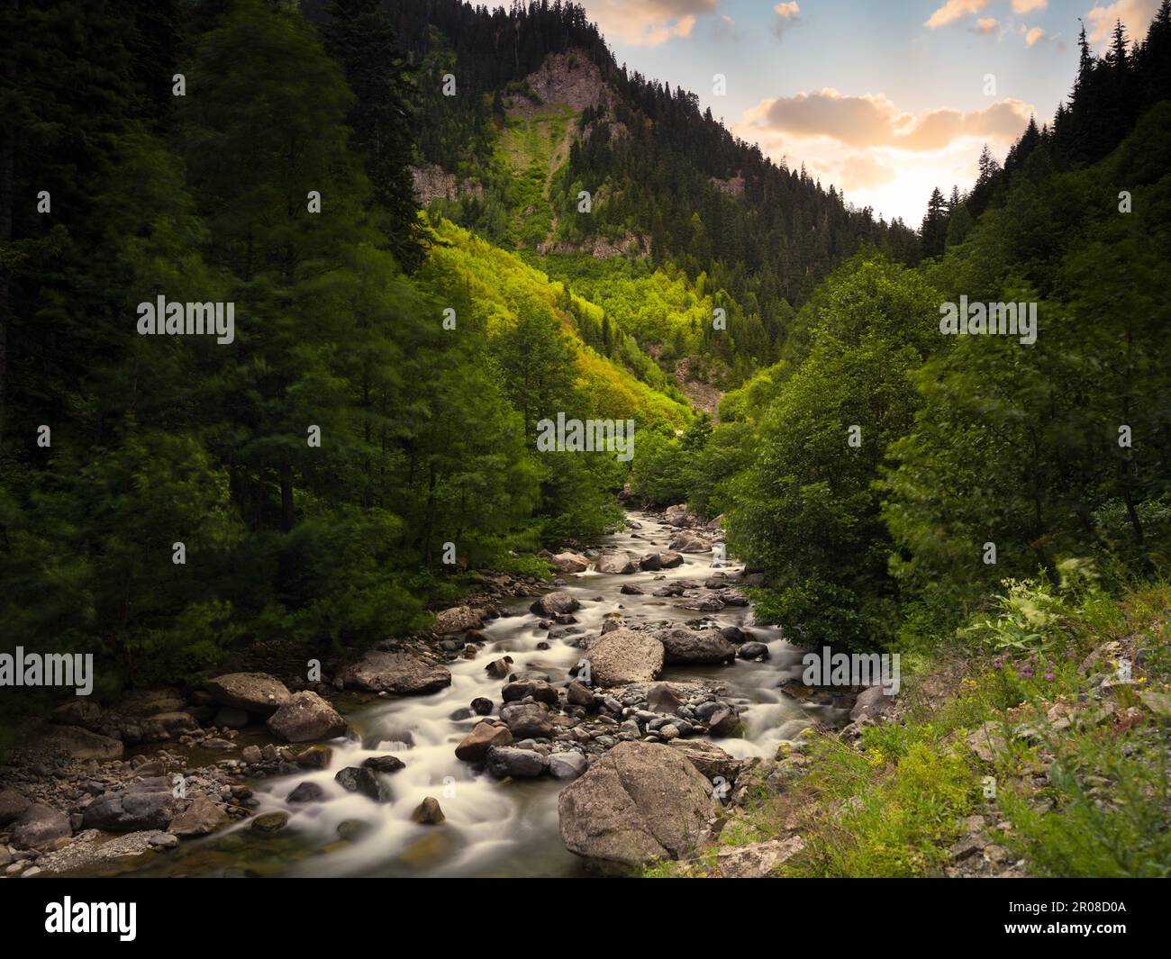 Der Fluss fließt durch den Wald im Tal von Macahel. Wunderbares Naturlandschaftsbild. Naturhintergrund. Artvin, Türkei Stockfoto