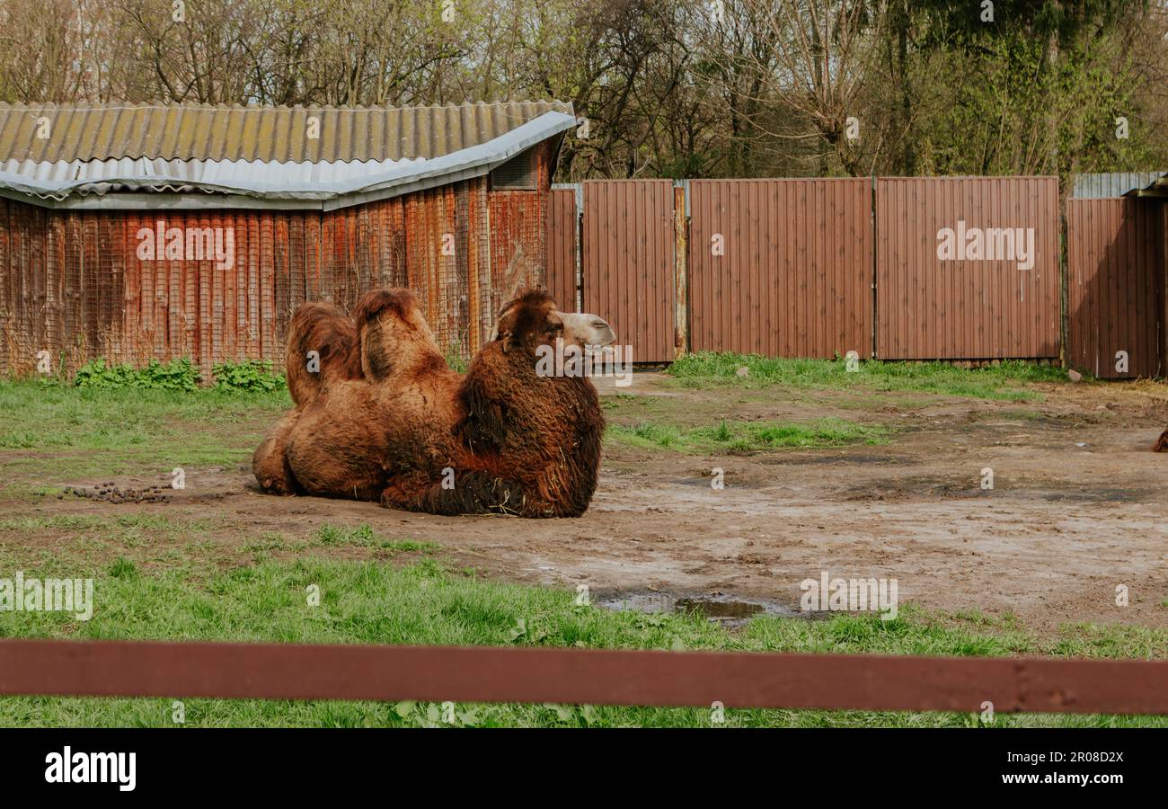 Kamel im Zoo. Wildtier unter Schutz. Kamel mit zwei Höckern, die auf dem Gras liegen. Zoolandschaft Kiew, Ukraine. Wildes Tier im Zoo. Stockfoto