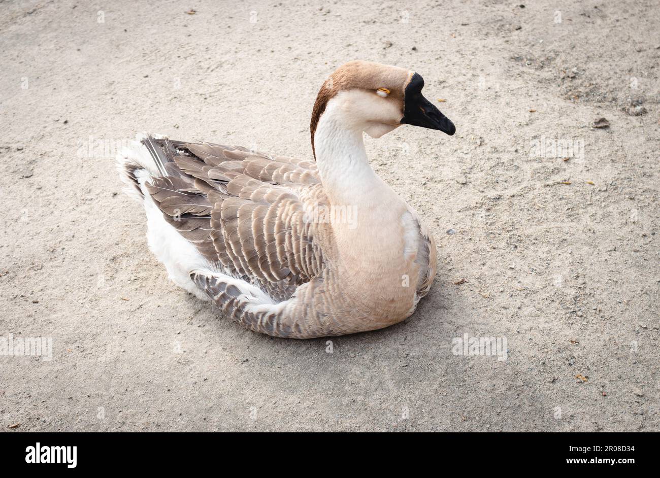 Eine Landgans im Garten. Sitzendes graues Wasserhuhn. Schlafende graue Gans. Wildvögel-Konzept. Wildtierkonzept. Ackerland-Konzept. Bauernhofvögel. Stockfoto