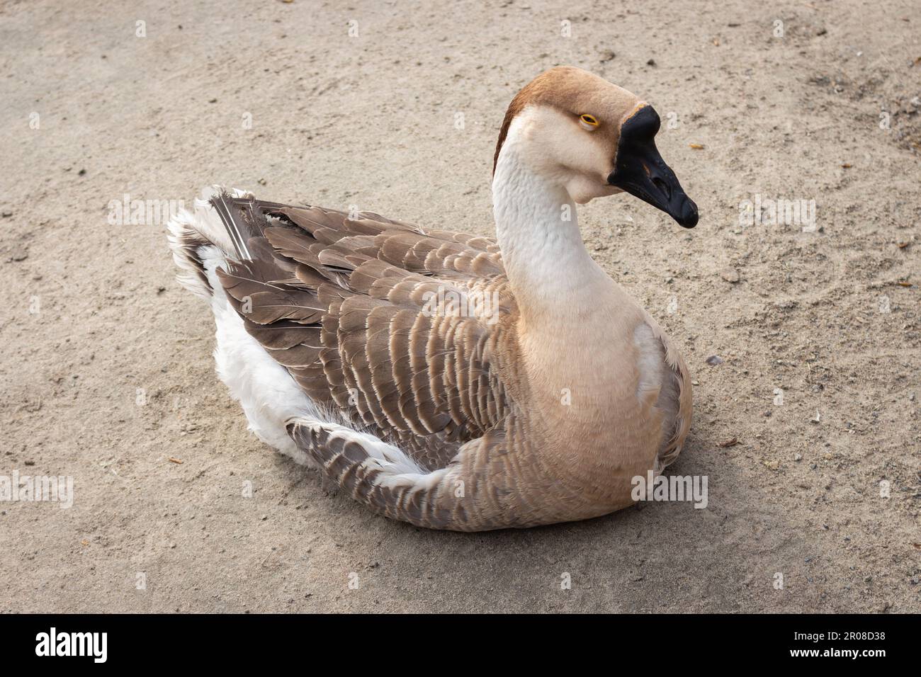 Eine Landgans im Garten. Sitzendes graues Wasserhuhn. Schlafende graue Gans. Wildvögel-Konzept. Wildtierkonzept. Ackerland-Konzept. Bauernhofvögel. Stockfoto