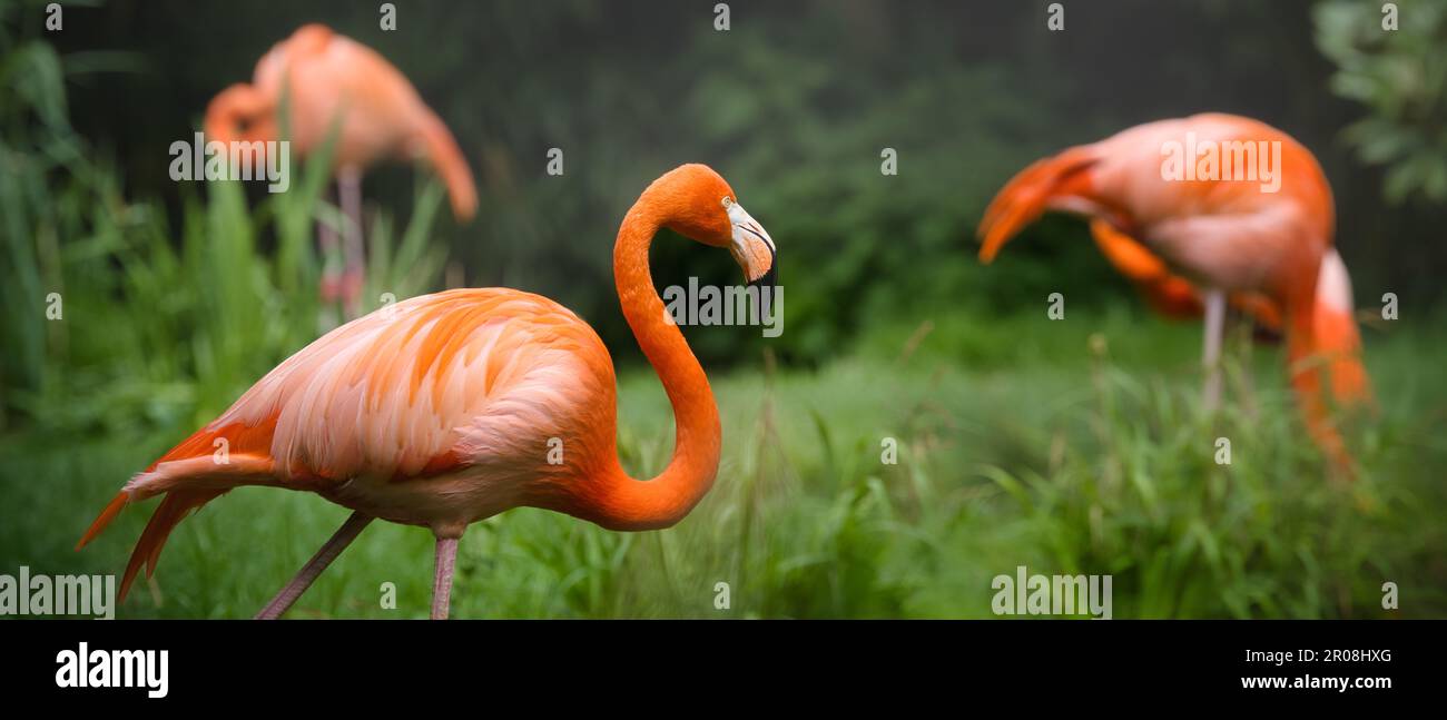 Gruppe von Flamingos mit lebhaftem orange-rosa Gefieder, das in üppiger grüner Vegetation steht, eine elegante Wattvogel-Wildtierszene Stockfoto