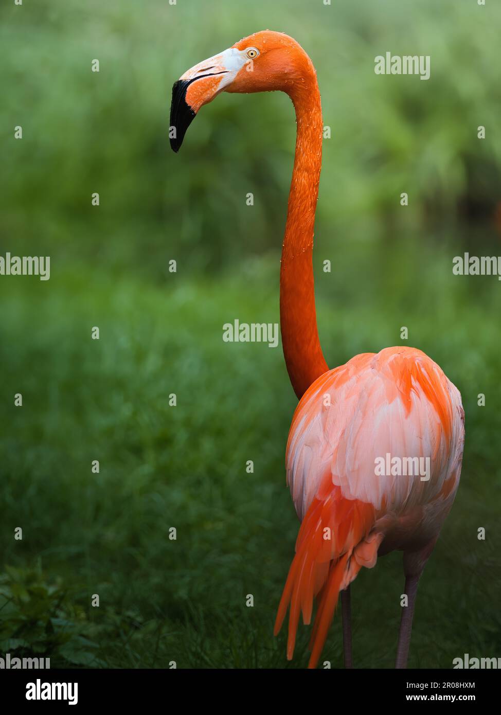 Einzelner Flamingo in üppiger grüner Vegetation, mit lebhaftem orangenem Gefieder und elegantem geschwungenem Hals, ein anmutiges exotisches Vogelporträt Stockfoto