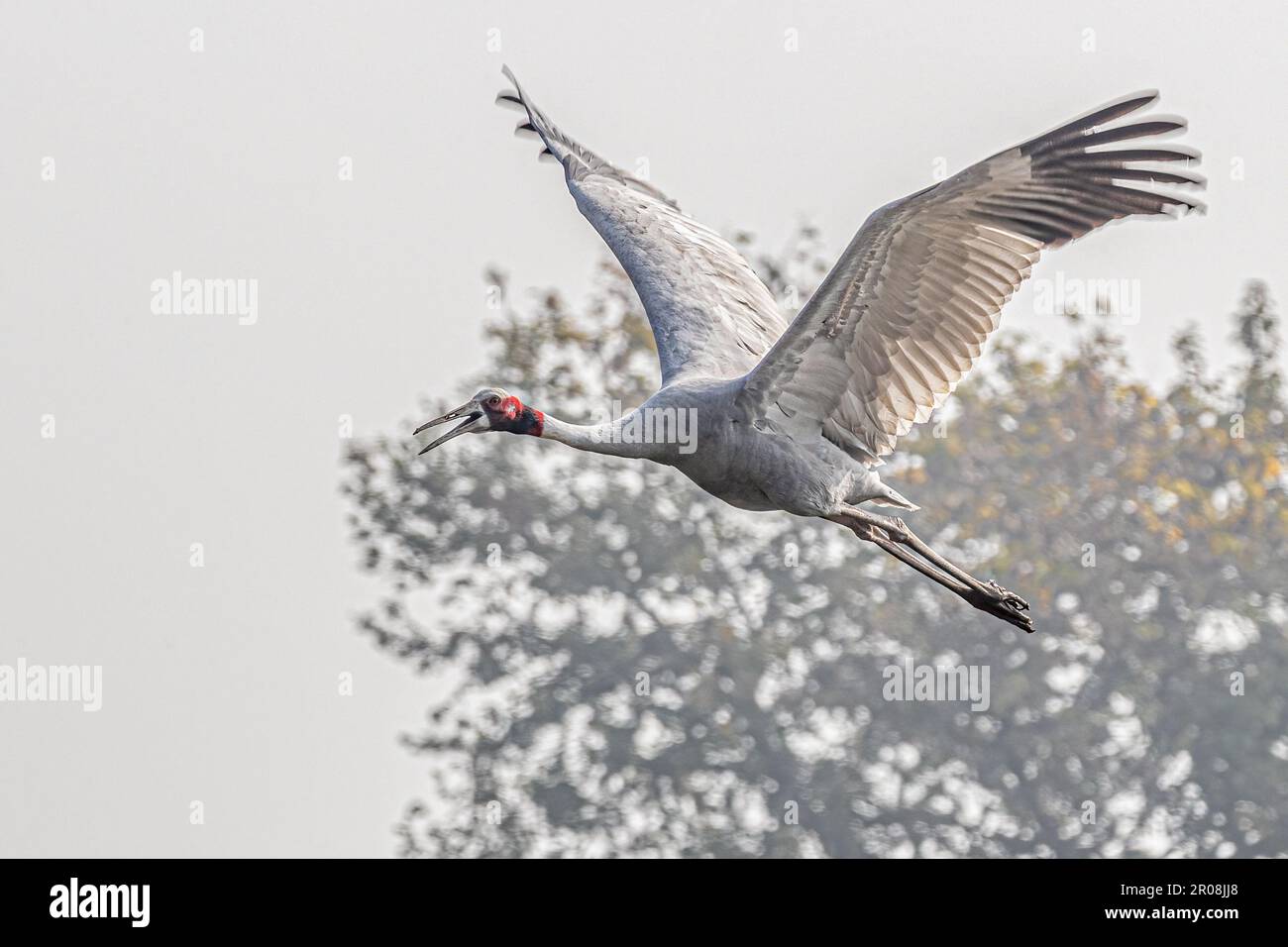 Ein Sarus Crane ruft während des Fluges an Stockfoto