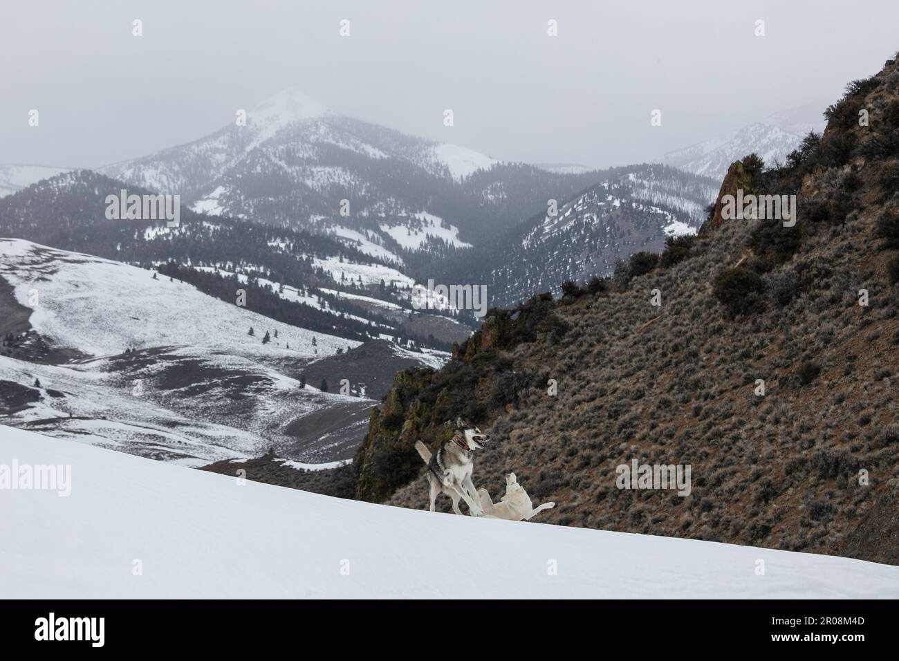 Hunde im Schnee spielen Stockfoto