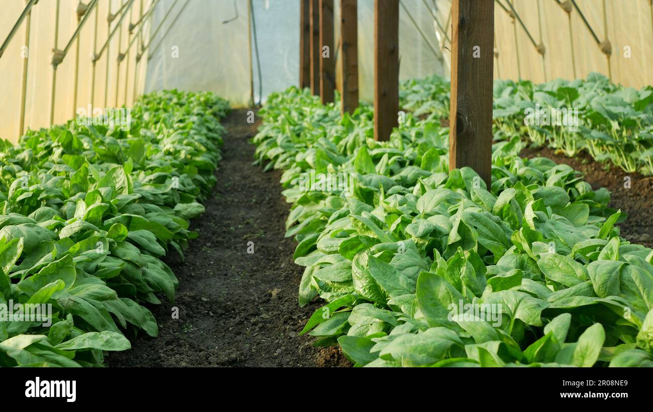 Spinat Gewächshaus Folio Ernte Spinacia oleracea Reihen frische Sämlinge Anbau frischer Bauernhof in der Feldpflanzenzucht. Junge Blätter blattgrün in ro Stockfoto