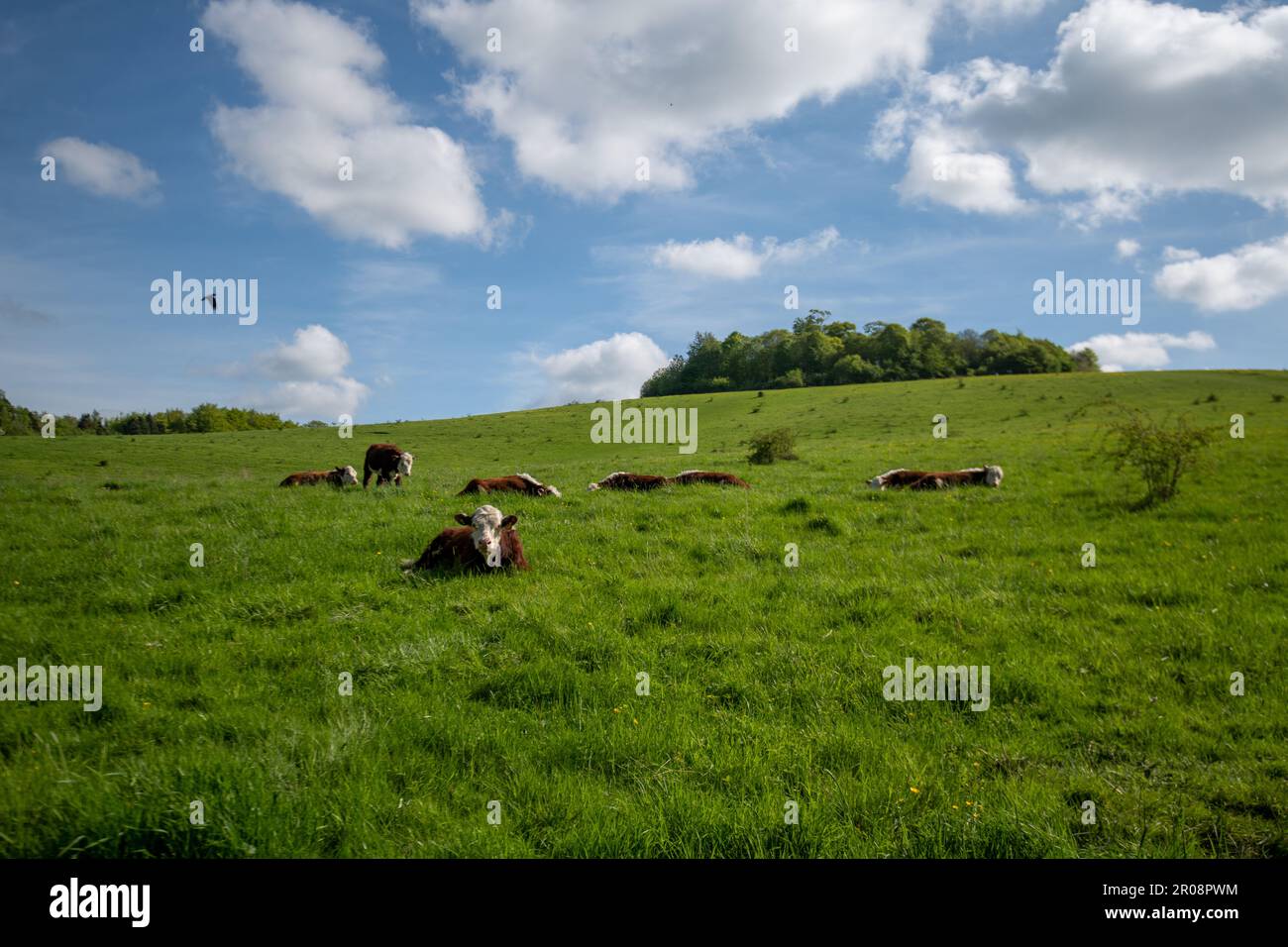 Wittenham-Klumpen Stockfoto