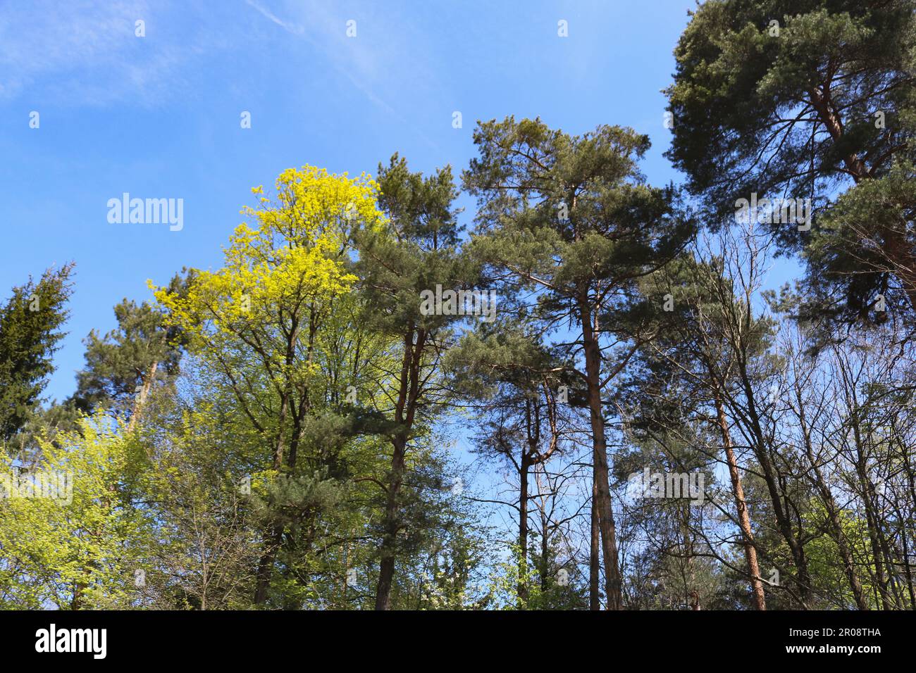 Grünen Wald Stockfoto