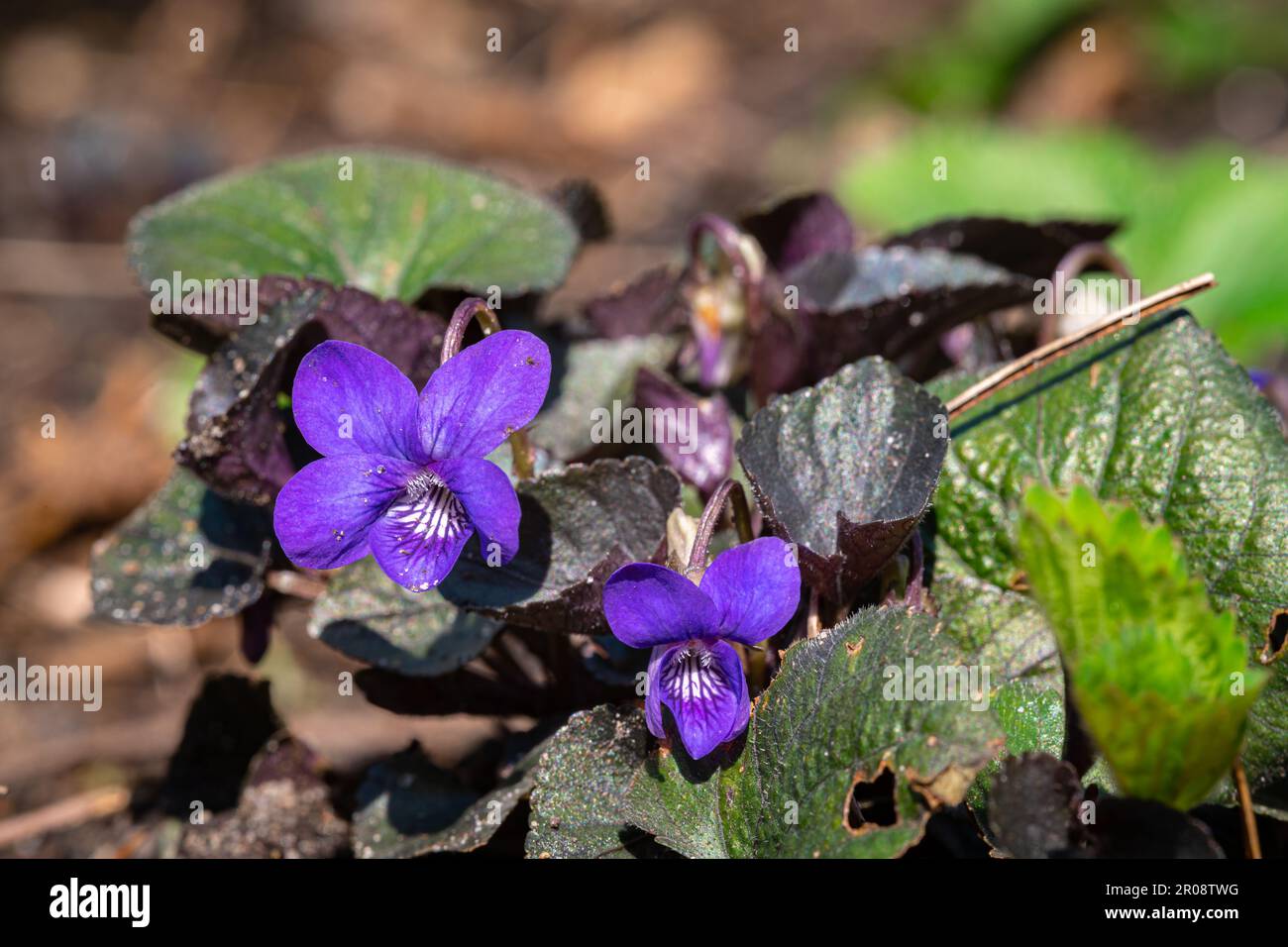 Detailliertes Bild der violetten Blüten eines Holzvioletts (Viola odorota) Stockfoto