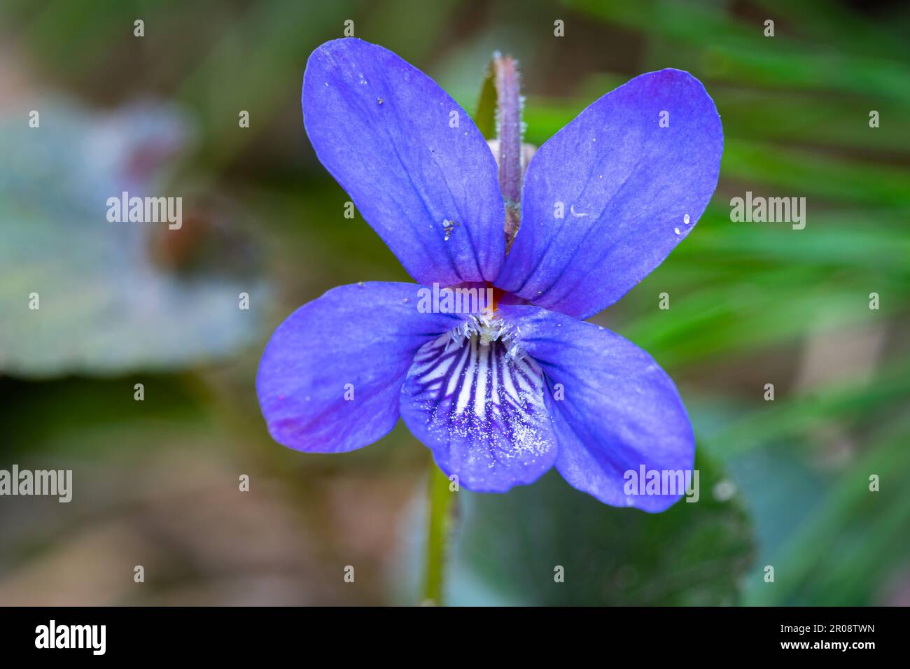 Makroaufnahme einer violetten Blume eines Holzvioletts (Viola odorota) Stockfoto