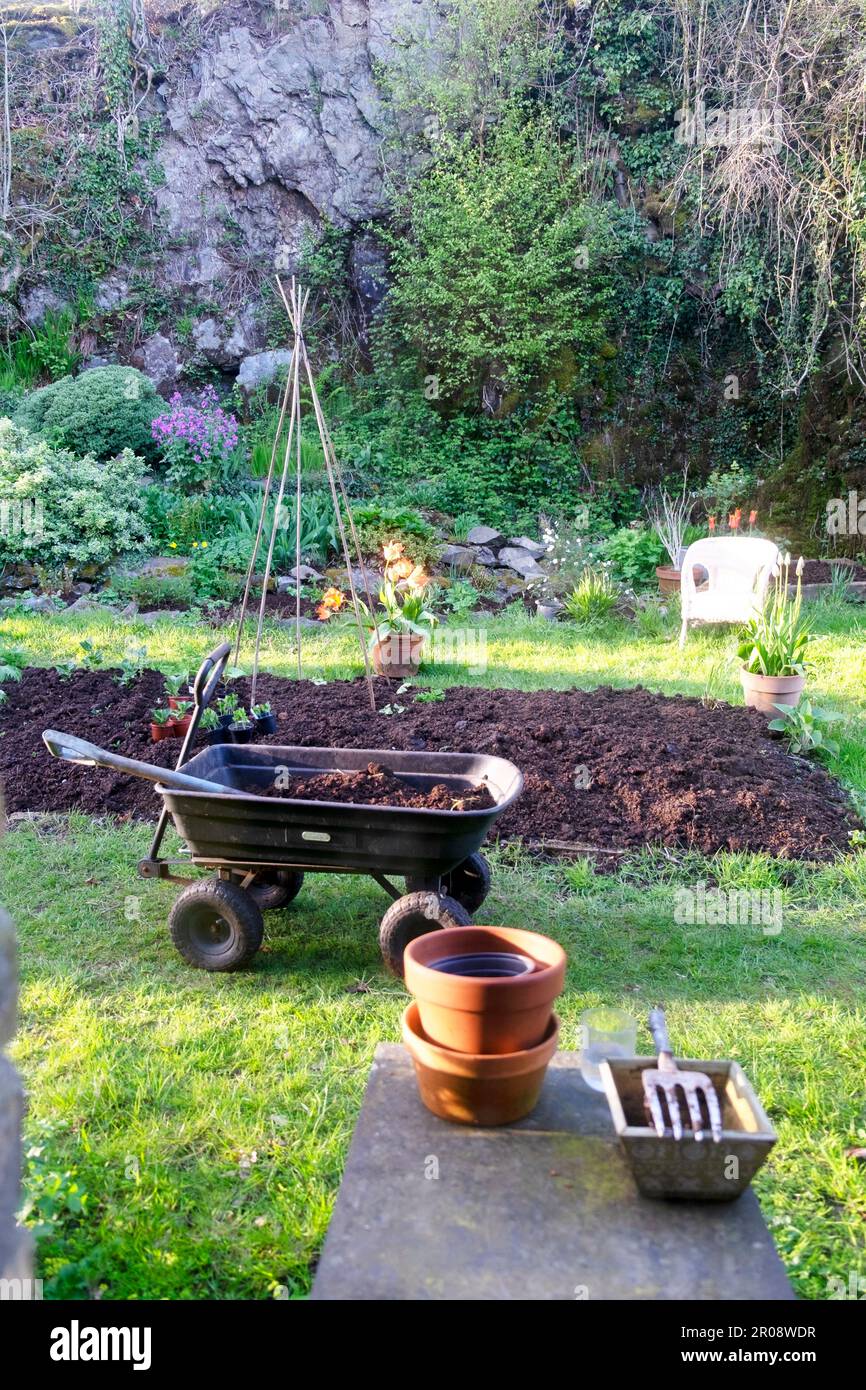 Erhöhtes Bett in einem kleinen Garten im Hinterland im Mai im Frühling mit frischer Kompostierung aus Wagen und Felsen in Carmarthenshire Wales UK KATHY DEWITT Stockfoto