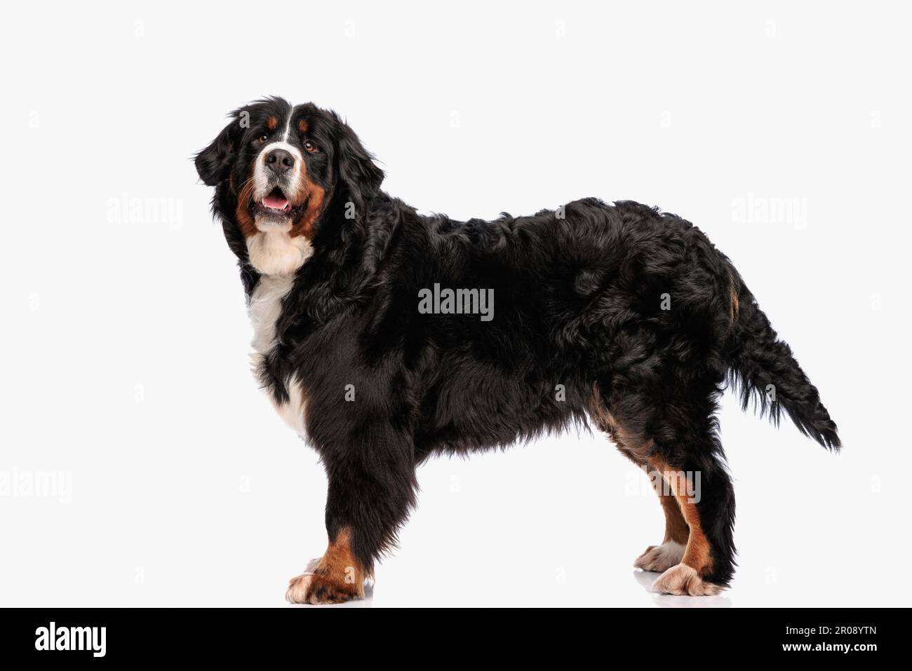 Der wunderschöne hirtenhund berna steht und keucht auf weißem Hintergrund, während er mit ausgestreckter Zunge keucht Stockfoto