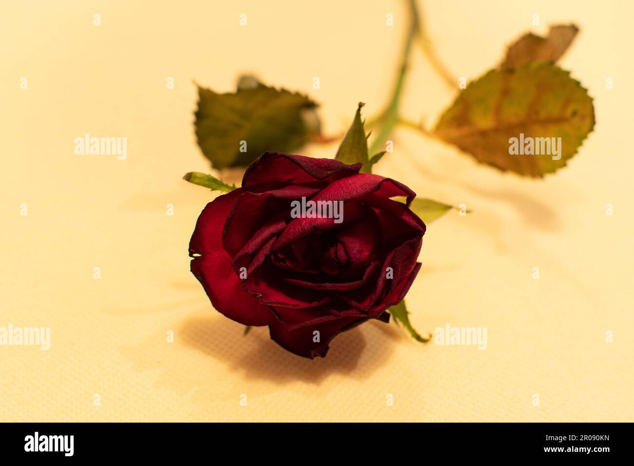 Nahaufnahme einer verwelkenden roten Rose als Symbol der Unbeständigkeit Stockfoto