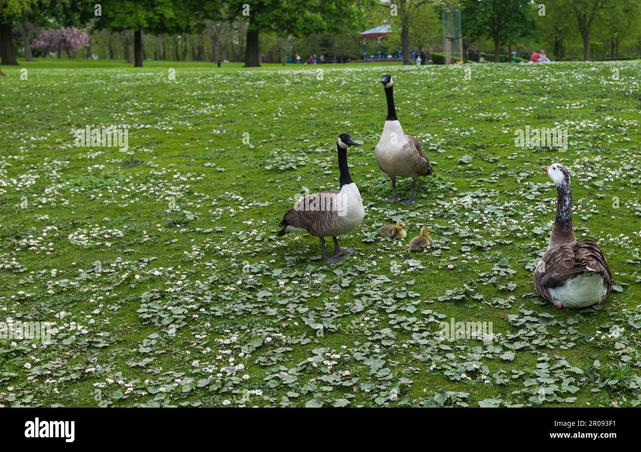 Kanadische Gänse (Branta canadensis) mit zwei neuen Gänsen saßen auf dem Gras im Ropner Park, Stockton on Tees, England, Großbritannien Stockfoto