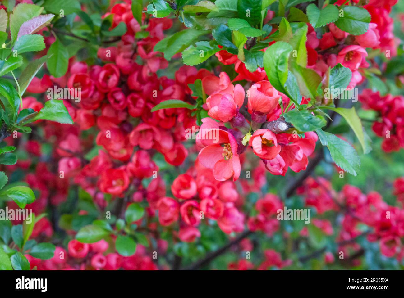 Chaenomeles, Nahaufnahme japanischer Quittenblüten, rosa Knospen blühender Pflanzen der Familie Rosaceae. Chaenomeles speciosa, Sträucher, Baum, wächst in Stockfoto