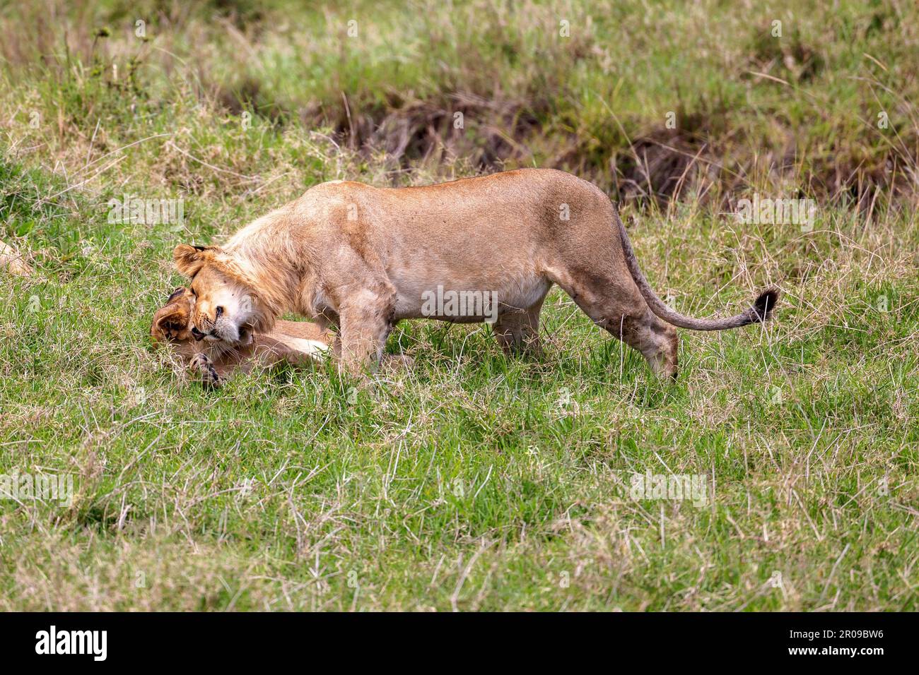 Zwei Löwen kuscheln spielerisch auf dem Gras in einer Savanne Stockfoto