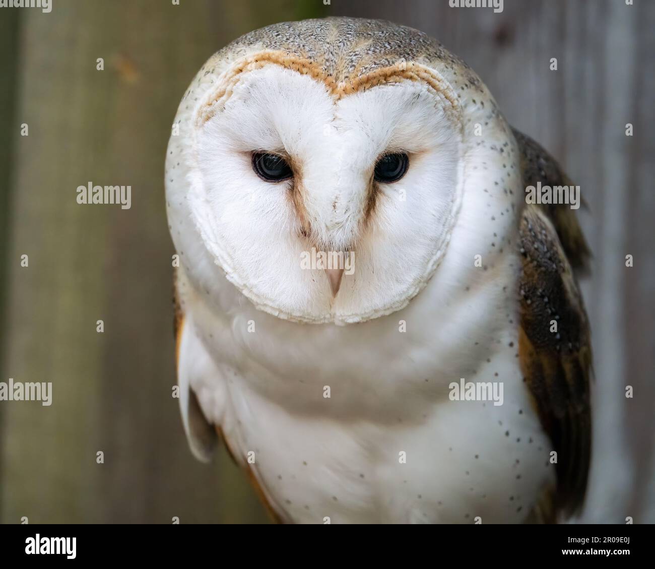 Ein Scheunen-Eulen-Protrait. Stockfoto