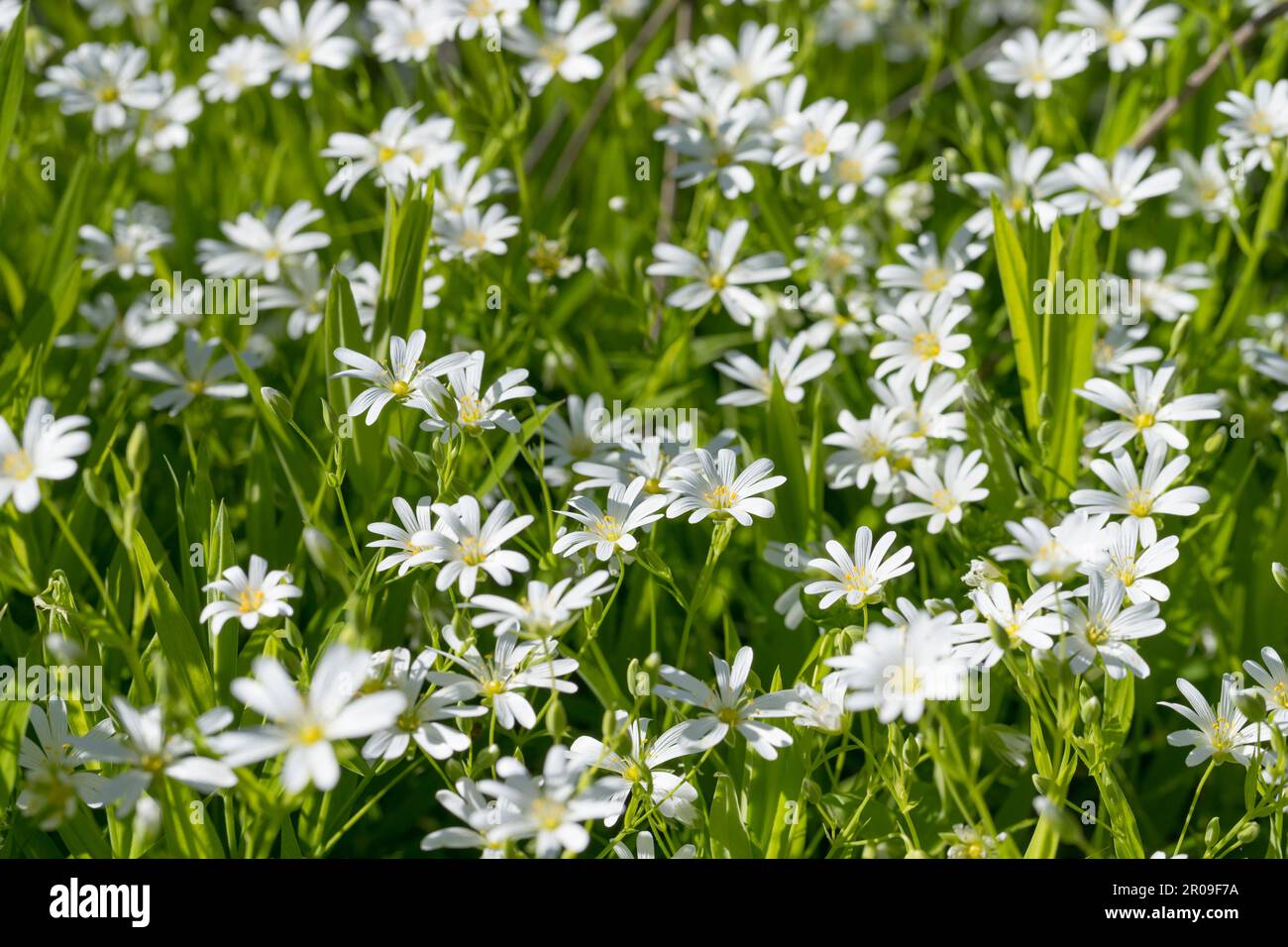 Ein Feld mit stellaria-Medienblumen im Wald Stockfoto