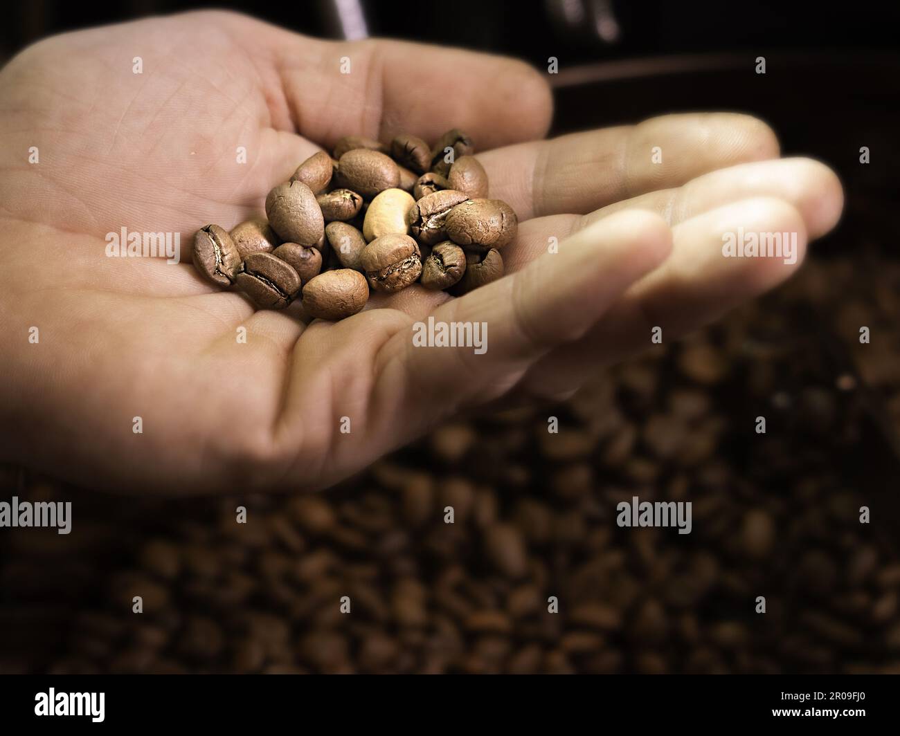 Kaffee in der Hand – Überprüfung der Kaffeeröstung des Endprodukts Stockfoto