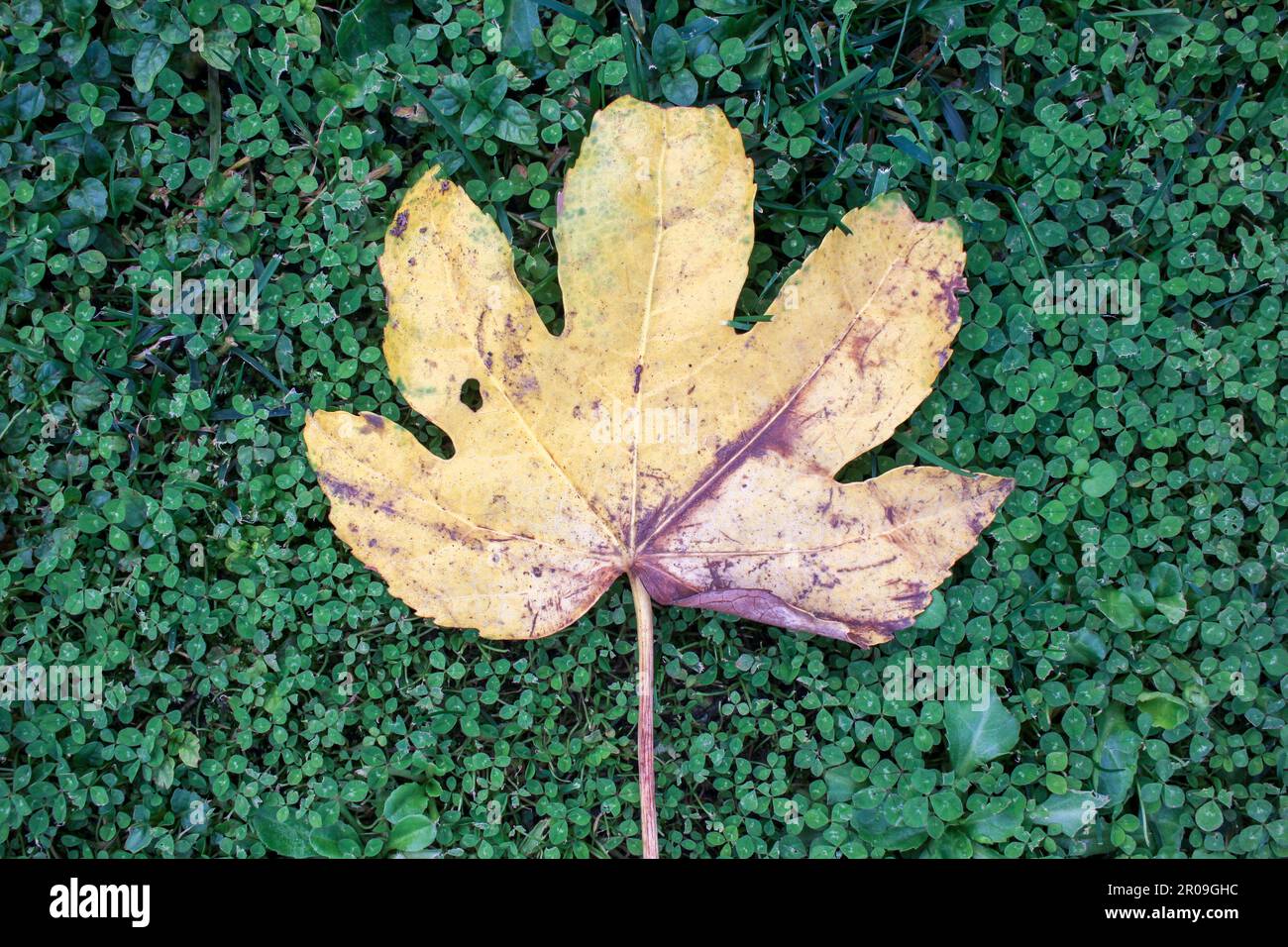 Die Schönheit eines einzelnen Blatts, das im Herbst auf dem Boden zu finden war Stockfoto