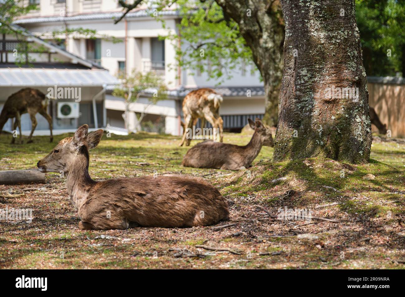 Japanischer Hirsch oder Nihonjika im Schatten in Miyajima, Hiroshima, Japan. Stockfoto