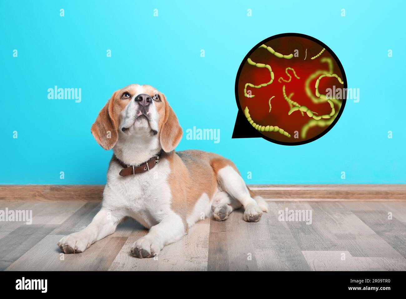 Süßer Hund und Helminthen-Darstellung unter dem Mikroskop zu Hause. Parasiten beim Tier Stockfoto