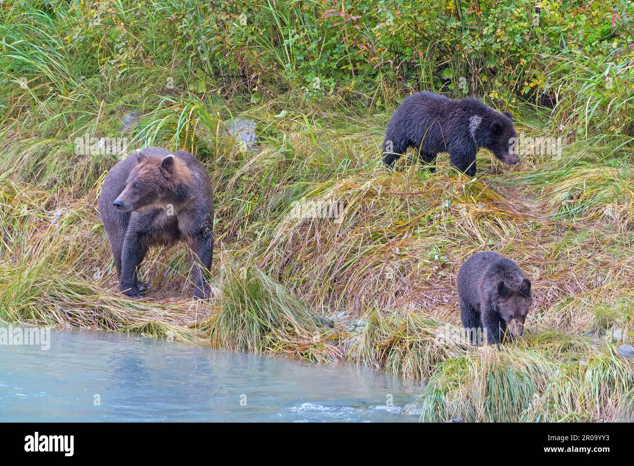 Mom und Bear Cubs spazieren am Flussufer in der Nähe von Haines, Alaska Stockfoto