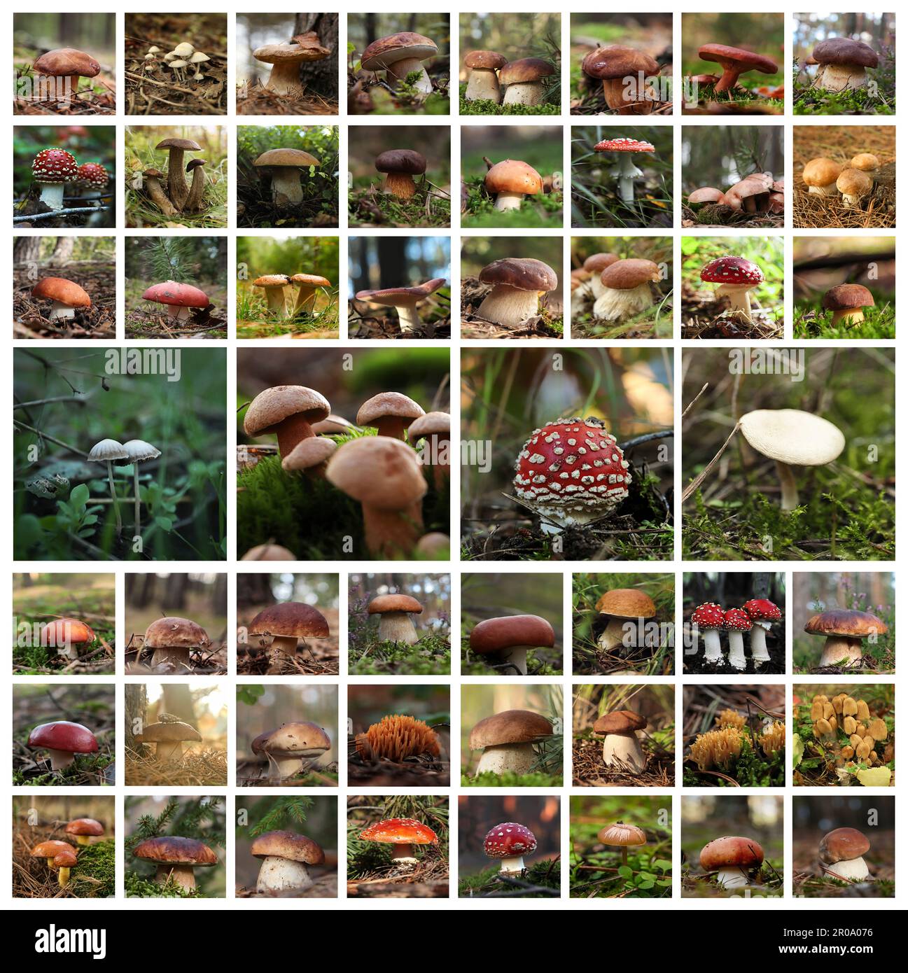 Collage mit Fotos verschiedener Wildpilze im Wald Stockfoto