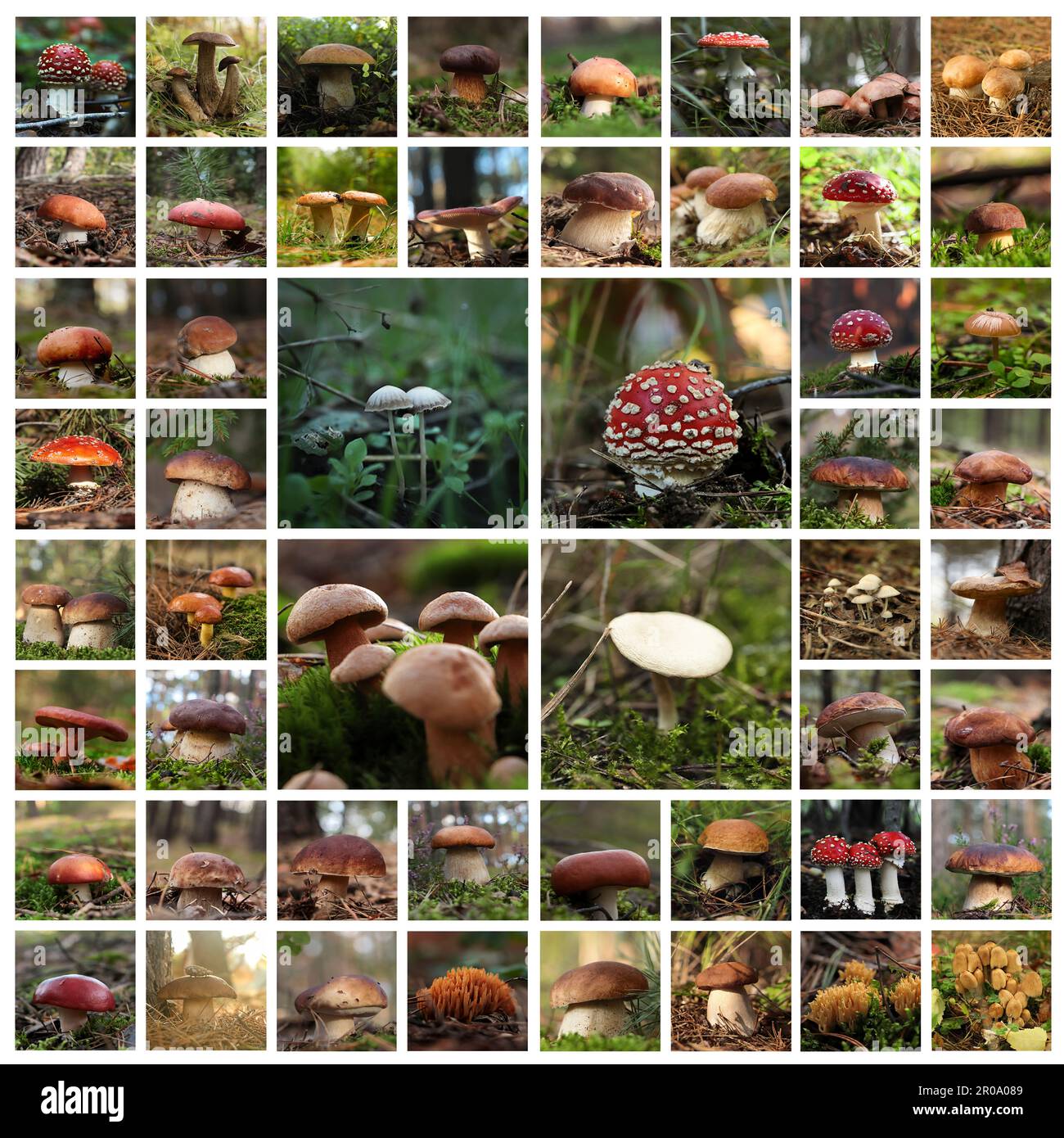 Collage mit Fotos verschiedener Wildpilze im Wald Stockfoto