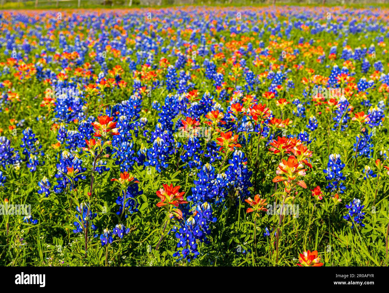 Feld voller Texas Wildflowers, Washington County, Texas, USA Stockfoto