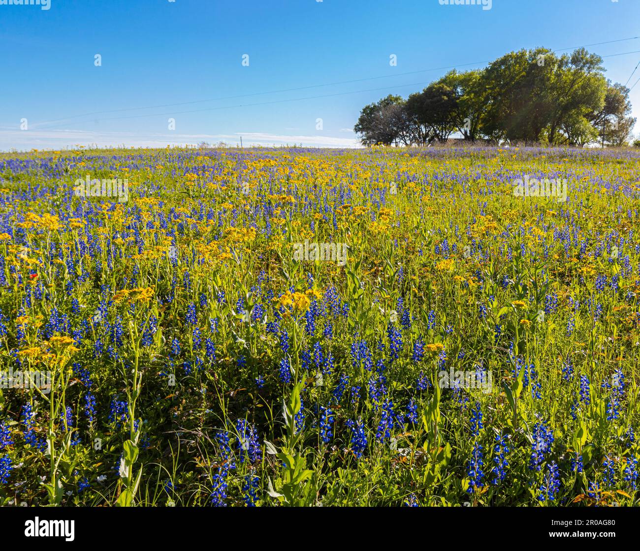 Feld voller Texas Wildflowers, Washington County, Texas, USA Stockfoto